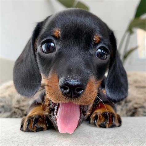 funny pictures of weenie dogs|dachshund puppies fluffy.